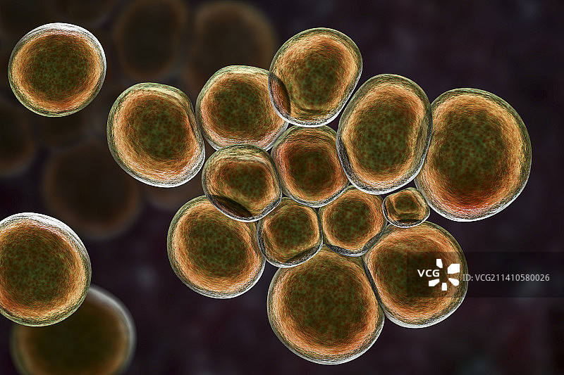 解脲脲原体细菌图片素材