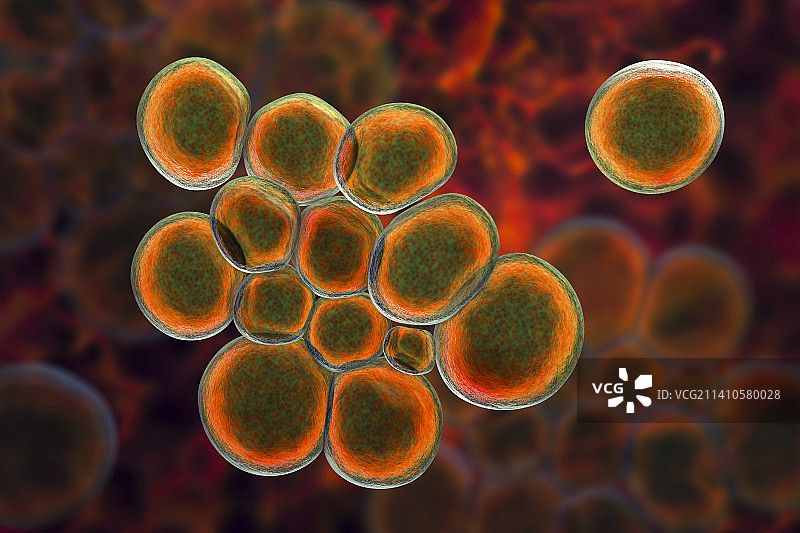 解脲脲原体细菌图片素材