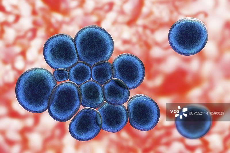 解脲脲原体细菌图片素材