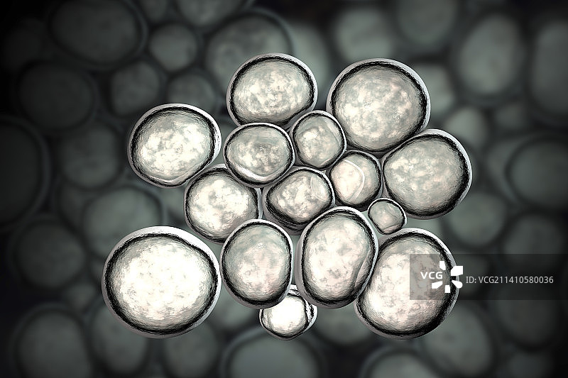 解脲脲原体细菌图片素材