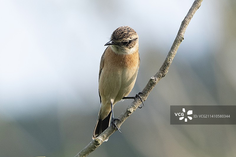 黑喉石鵖图片素材