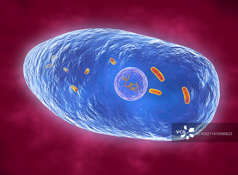 百日咳博德特氏菌，图示图片素材