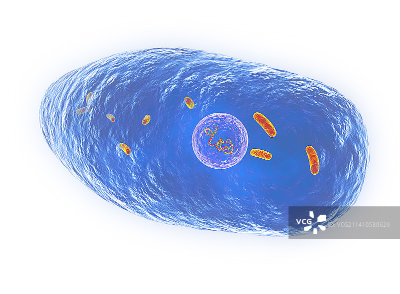 百日咳博德特氏菌，图示图片素材