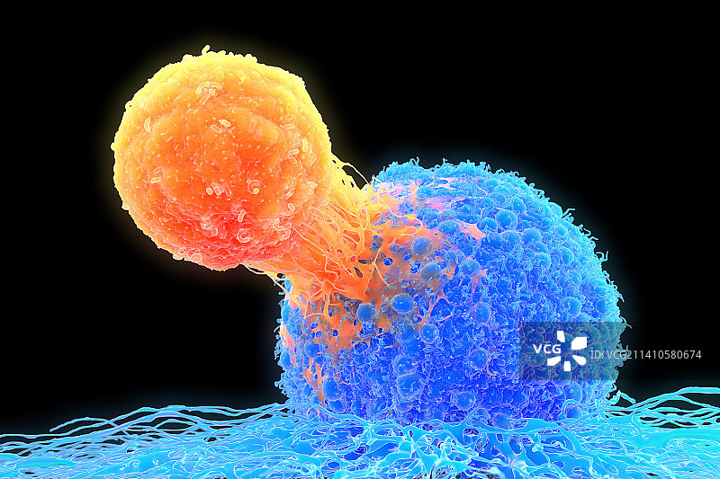 T细胞附着于癌细胞，图示图片素材