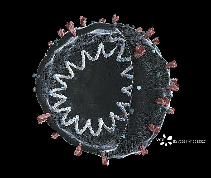 新冠病毒结构3D图图片素材