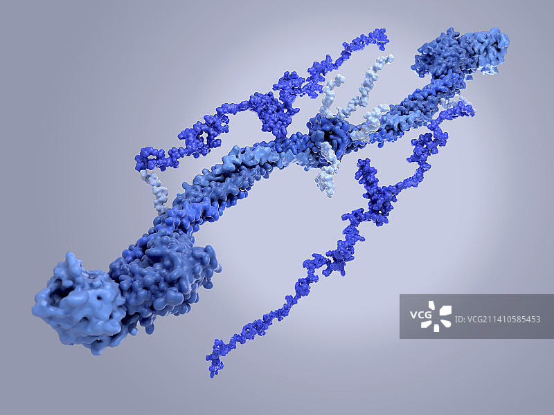 纤维蛋白原分子图片素材