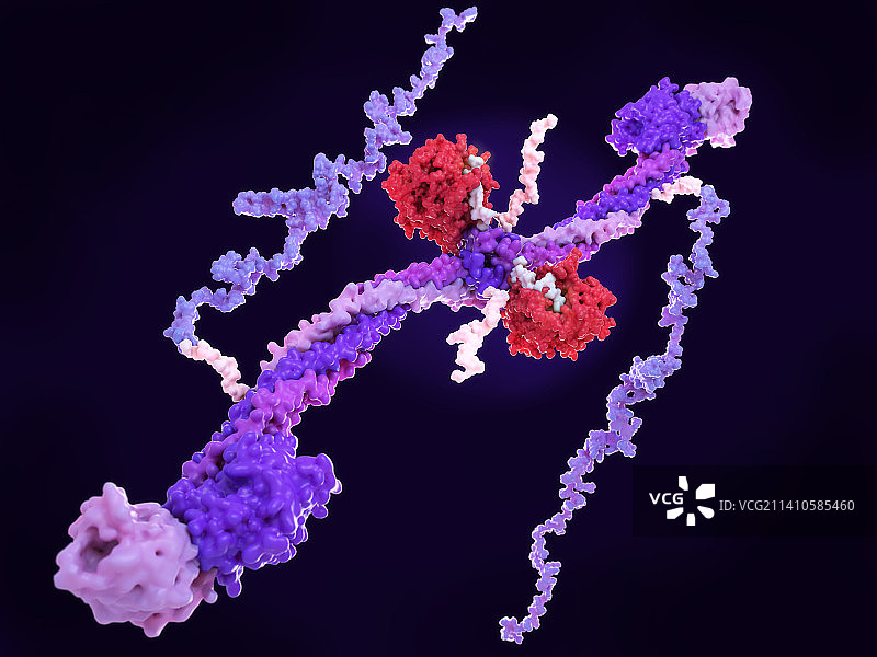 凝血酶与纤维蛋白原复合物分子模型图片素材