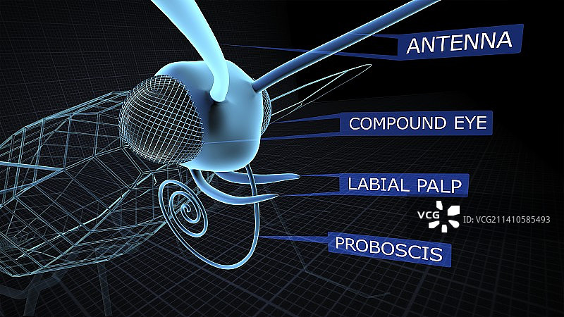 蝴蝶头部结构3D图图片素材