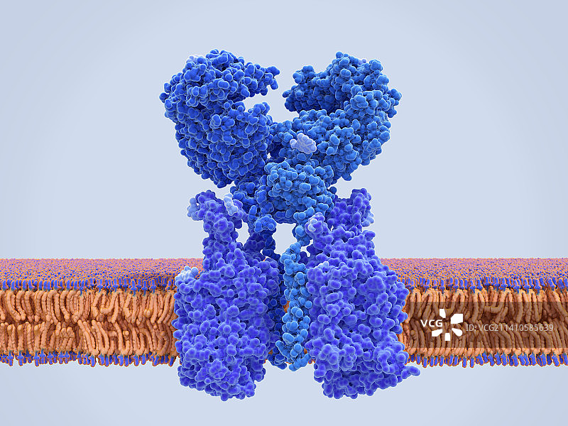 ACE2与氨基酸转运蛋白结合图片素材