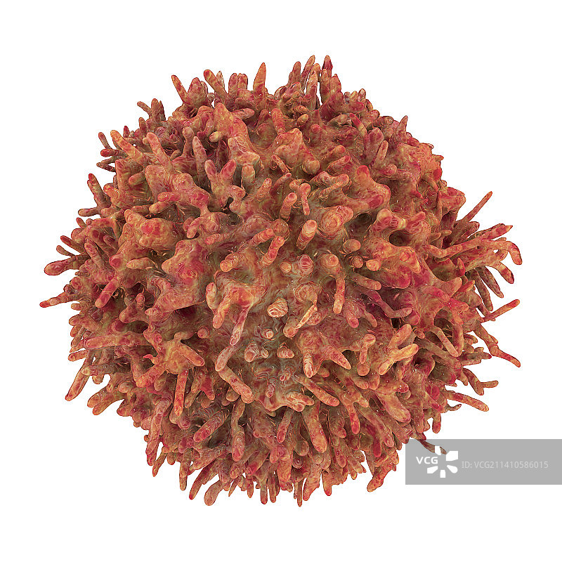 B淋巴细胞示意图图片素材