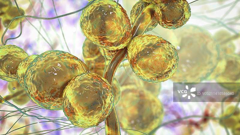 齐氏假丝酵母菌插图图片素材