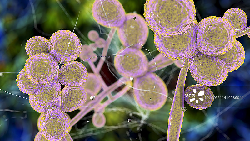 齐氏假丝酵母菌插图图片素材