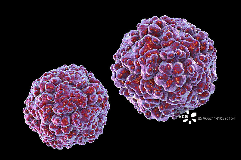 肠道病毒插画图片素材