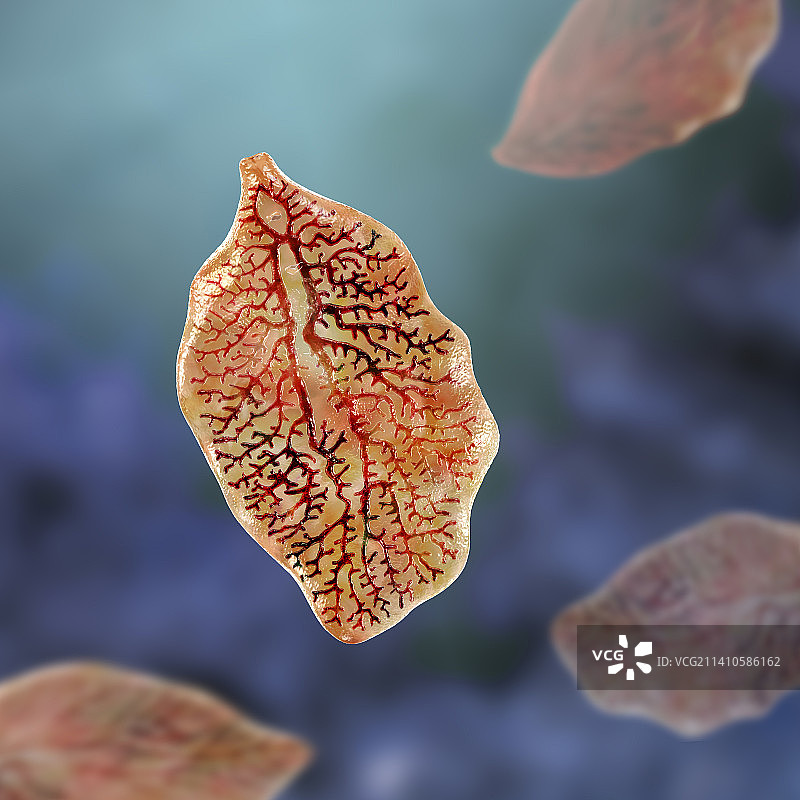 肝吸虫插图图片素材