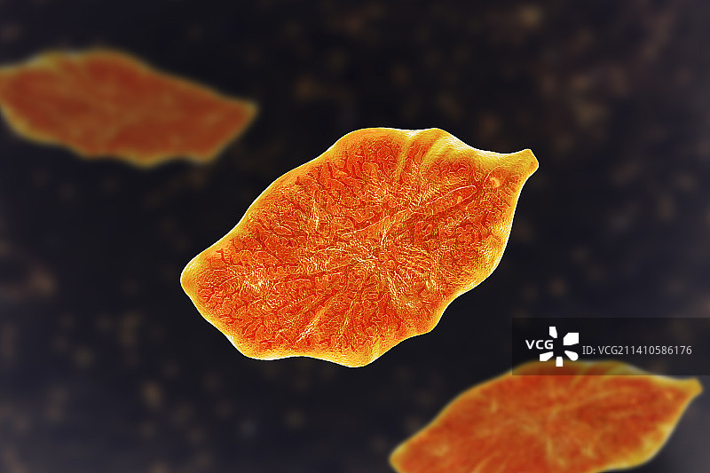 肝吸虫插图图片素材