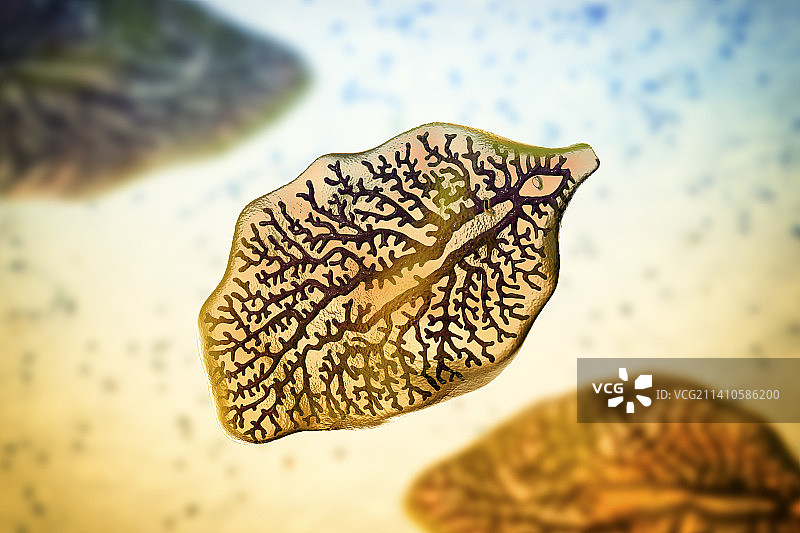 肝吸虫插图图片素材