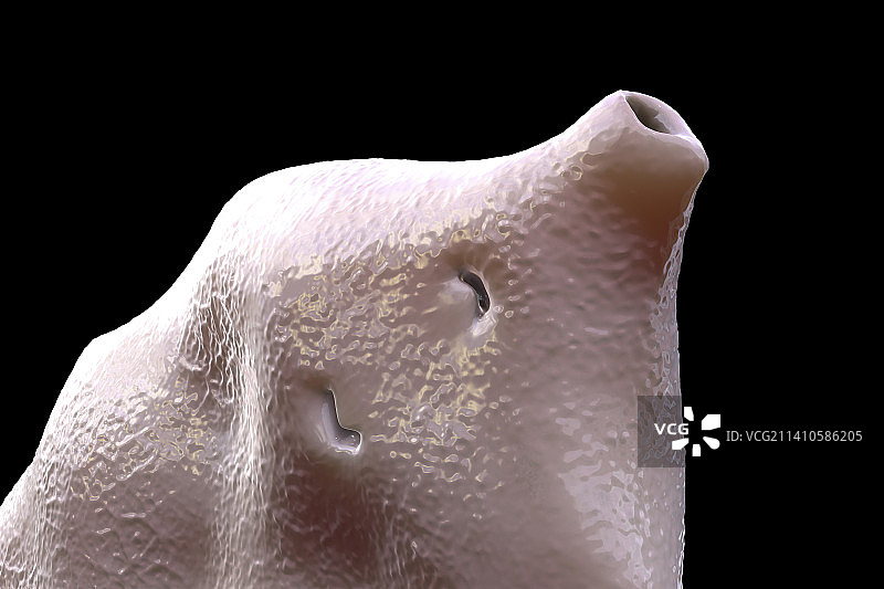 肝吸虫插图图片素材