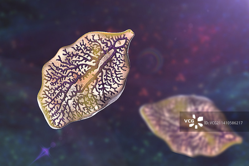 肝吸虫插图图片素材