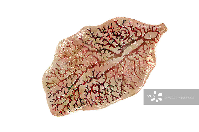 肝吸虫插图图片素材