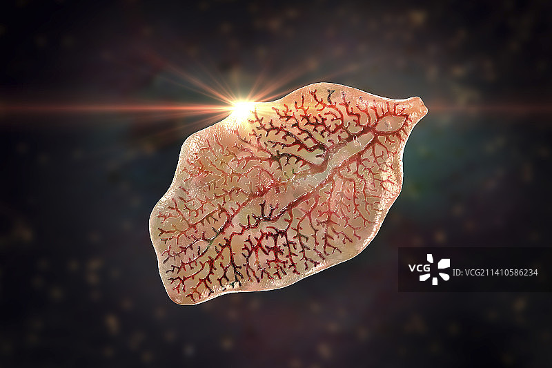 肝吸虫插图图片素材