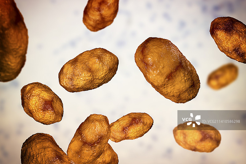 流感嗜血杆菌细菌插图图片素材