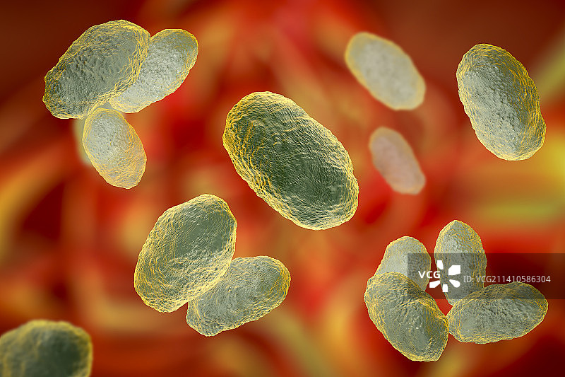 流感嗜血杆菌细菌插图图片素材