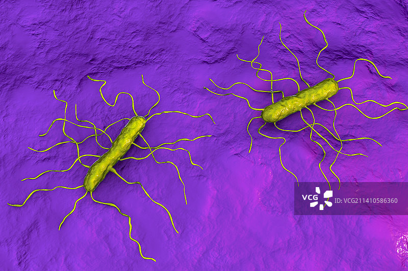 单核细胞增生李斯特菌插画图片素材