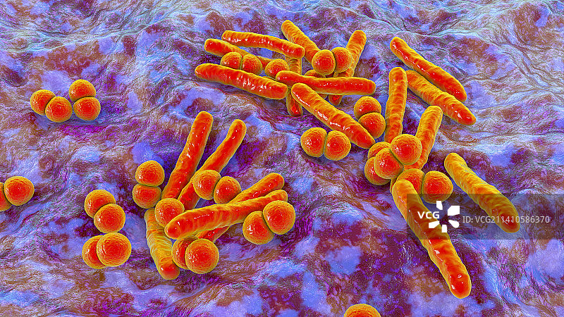 分枝杆菌和链球菌细菌插画图片素材
