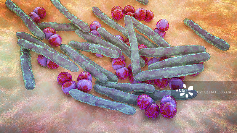 分枝杆菌和链球菌细菌插画图片素材