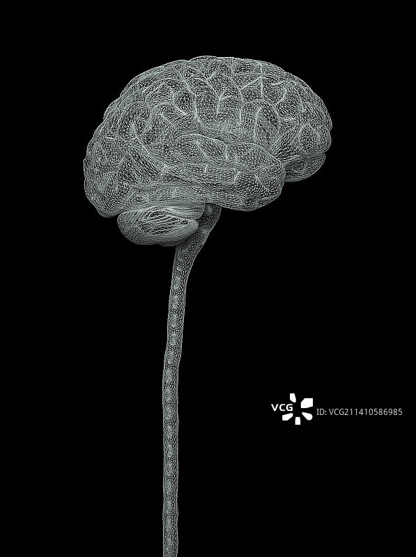 人脑和脊髓插图图片素材