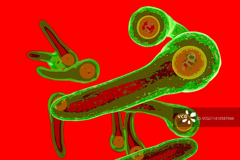 白喉棒状杆菌图片素材