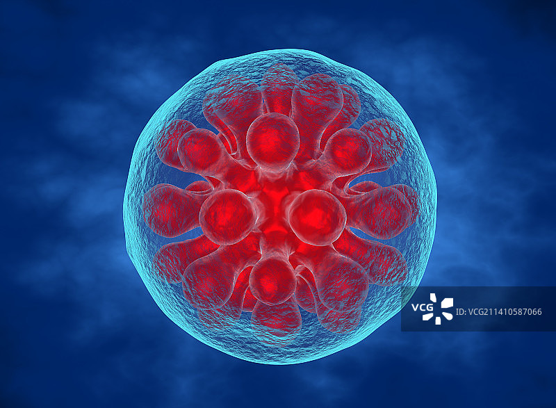 荚膜组织胞浆菌孢子，图示图片素材