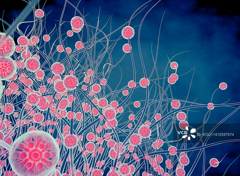 荚膜组织胞浆菌孢子示意图图片素材