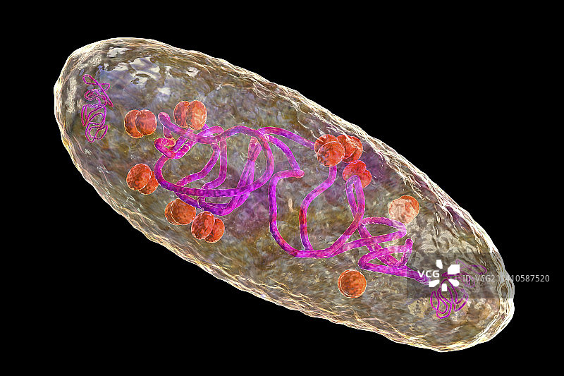 鼠疫耶尔森菌插图图片素材