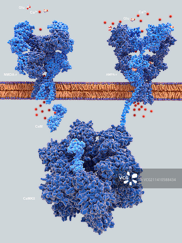 长期增强作用，图示图片素材