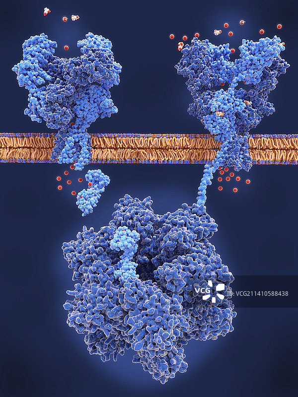 长期增强作用，图示图片素材