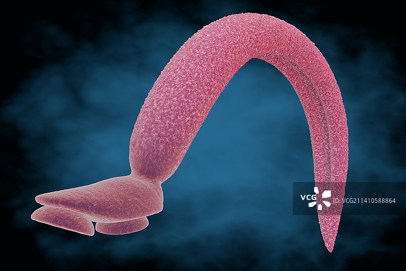 血吸虫图片素材