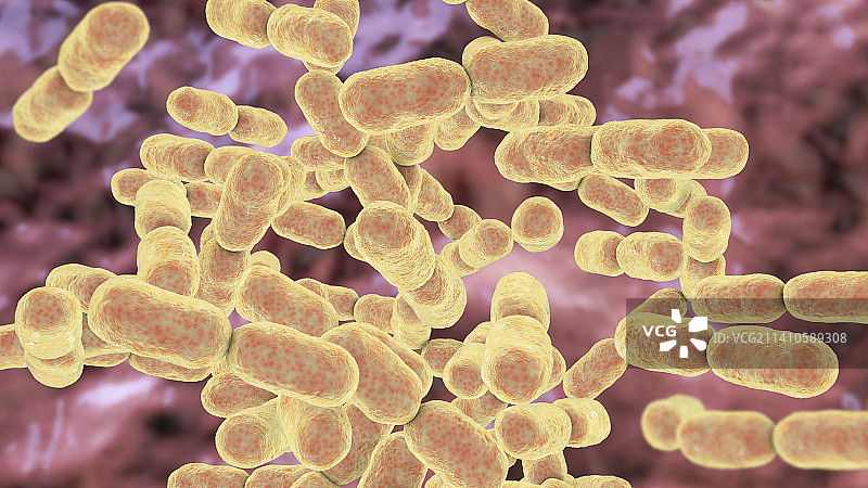 金黄杆菌插图图片素材