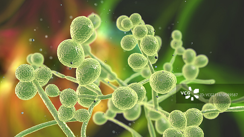 念珠菌真菌，图示图片素材