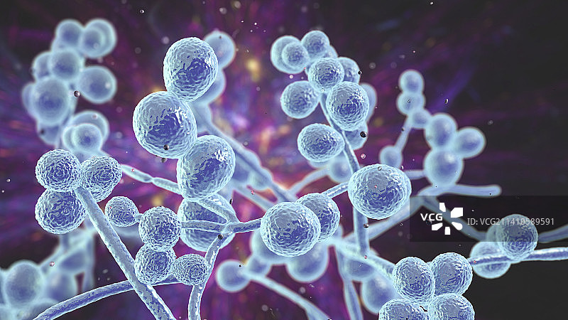 念珠菌真菌，图示图片素材