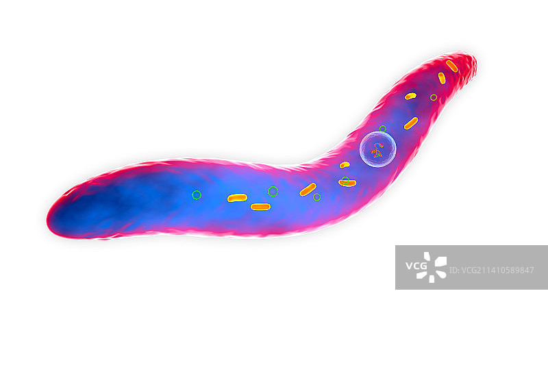 具核梭杆菌插图图片素材