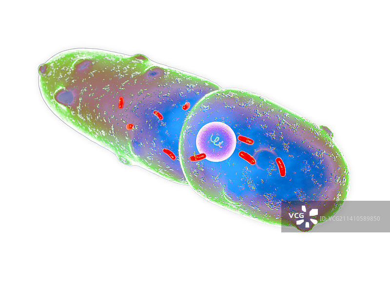 肺炎克雷伯菌细菌，图示图片素材