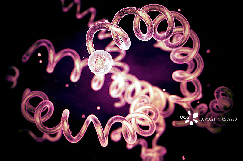 梅毒螺旋菌细菌，图示图片素材