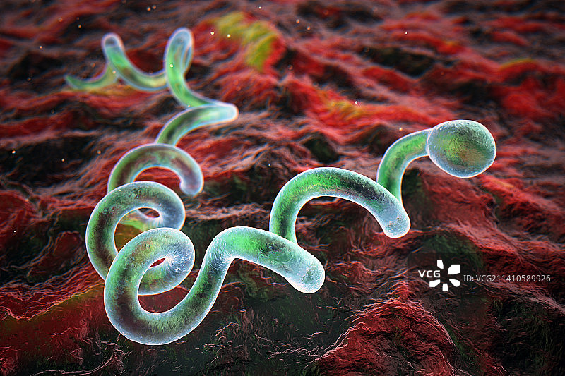 梅毒螺旋菌细菌，图示图片素材