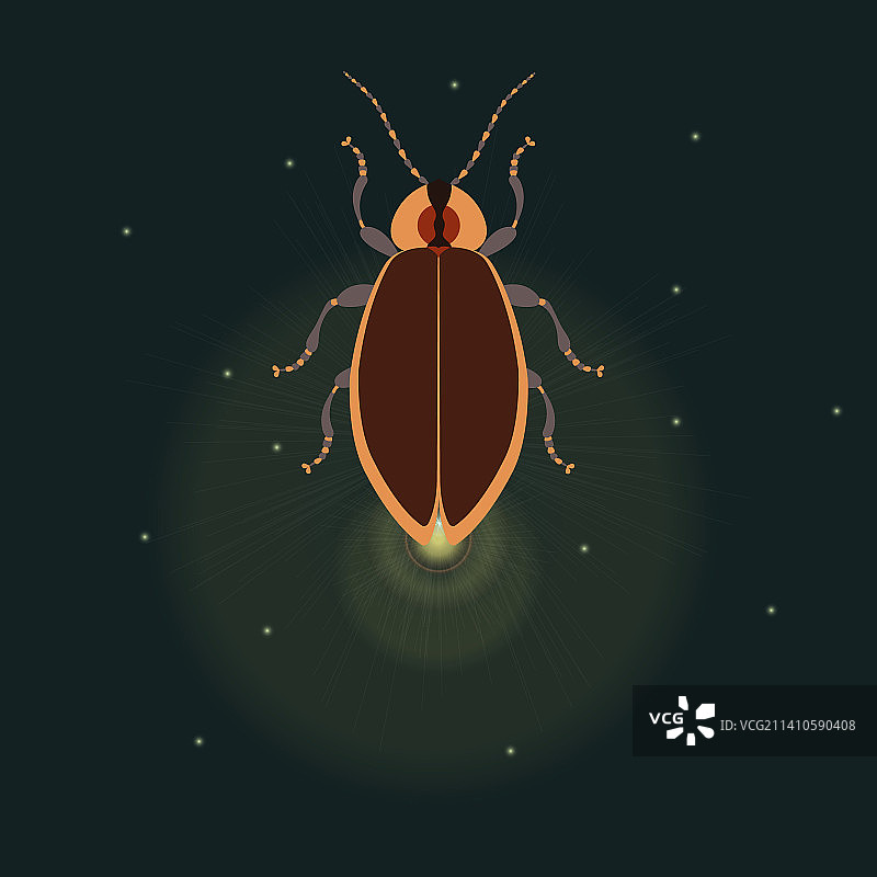 闭合翅膀的萤火虫插画图片素材