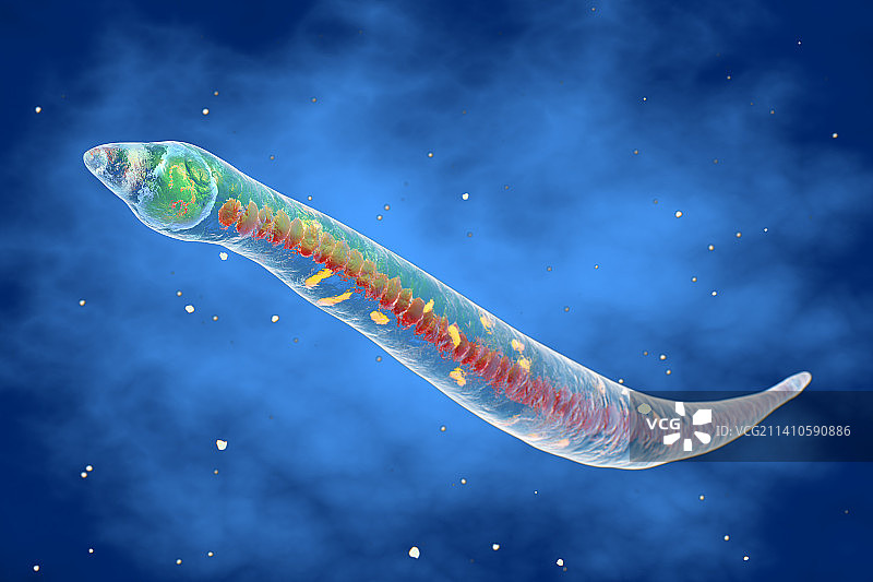 粪类圆线虫插图图片素材