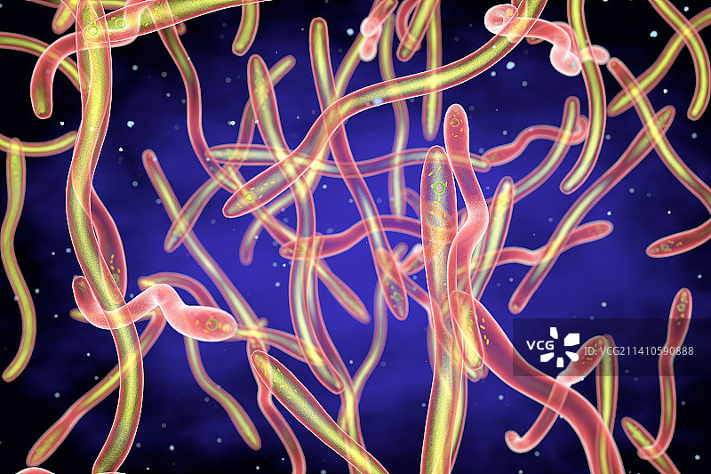 水生栖热菌插图图片素材