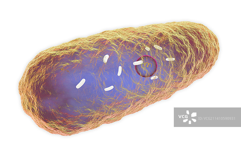 鼠疫耶尔森菌细菌，图示图片素材