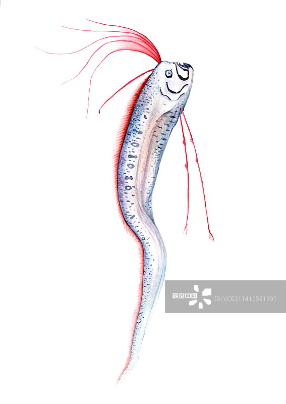 皇带鱼插画图片素材