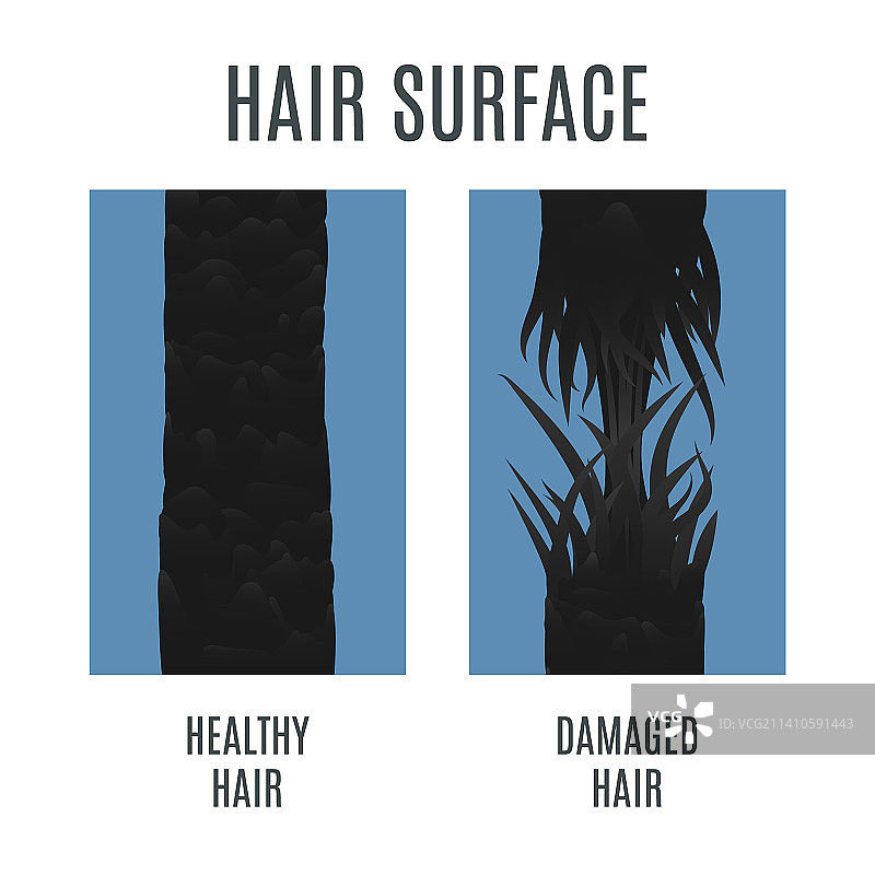 健康和受损的头发，图示图片素材